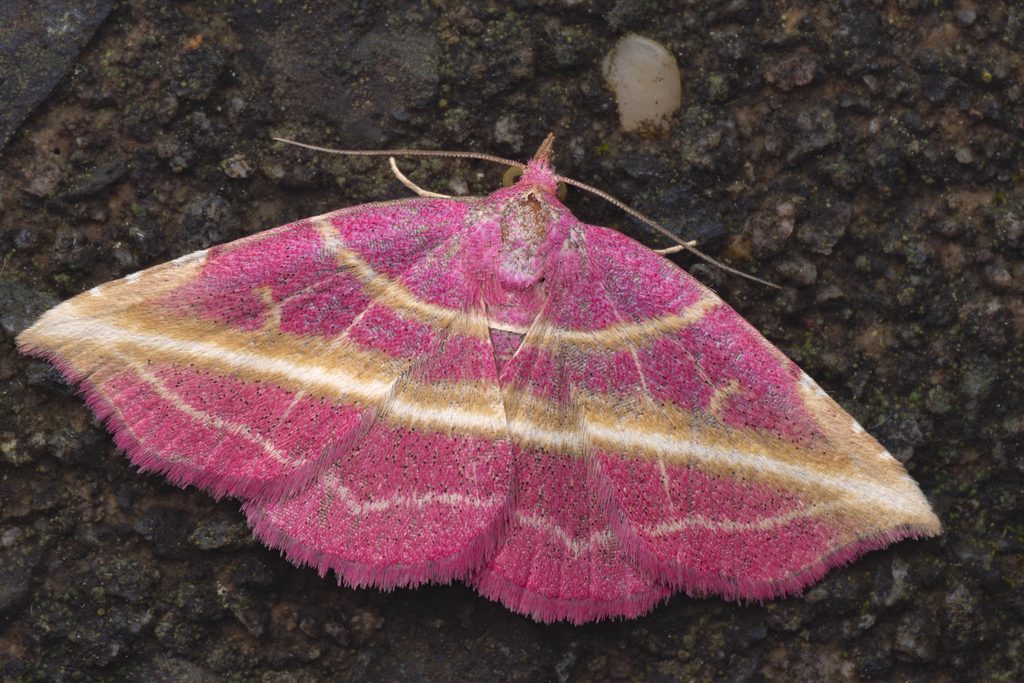ベニトガリアツバ（Naganoella timandra (Alphéraky, 1897)）の写真