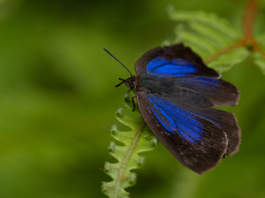 ムラサキシジミ（Narathura japonica）の写真