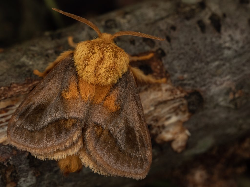 ナシイラガ（Narosoideus flavidorsalis (Staudinger, 1887)）の写真