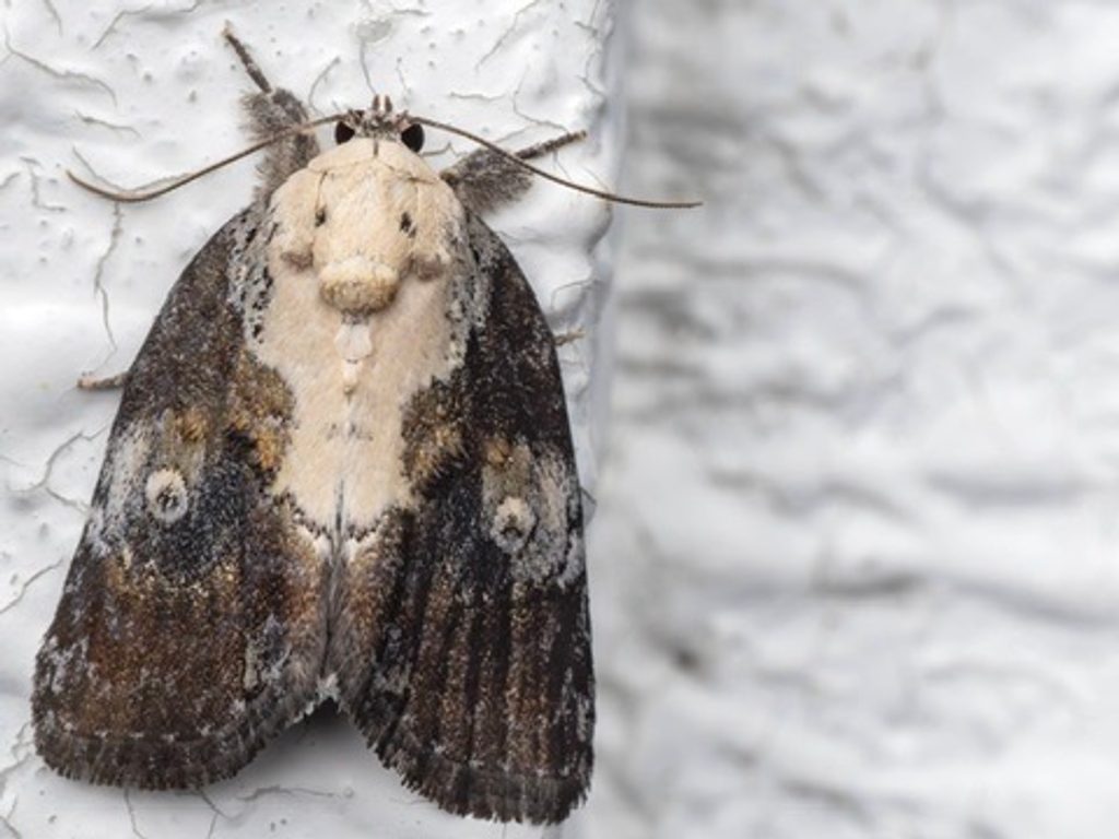 ネジロキノカワガ（Negritothripa hampsoni (Wileman, 1911)）の写真