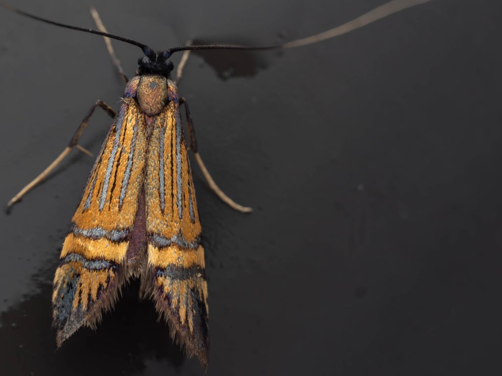 ウスベニヒゲナガ（Nemophora staudingerella (Christoph, 1881)）の写真