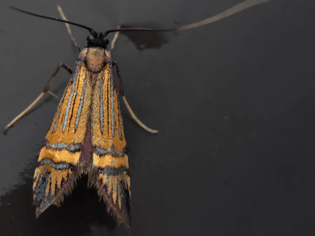 Nemophora staudingerella (Christoph, 1881) photograph