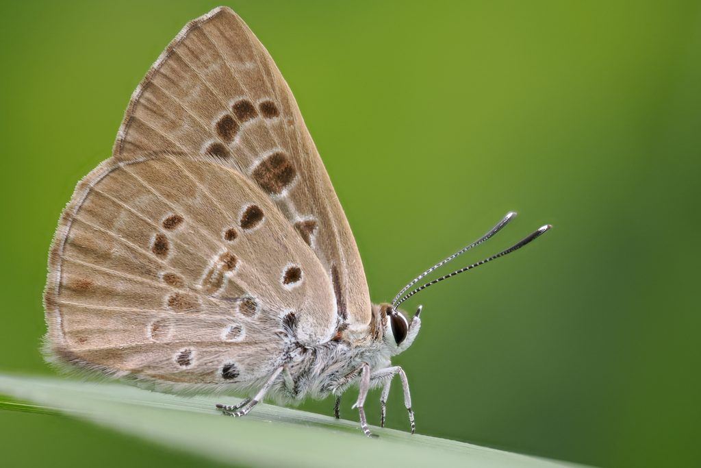 クロシジミ（Niphanda fusca Bremer et Grey, 1852）の写真