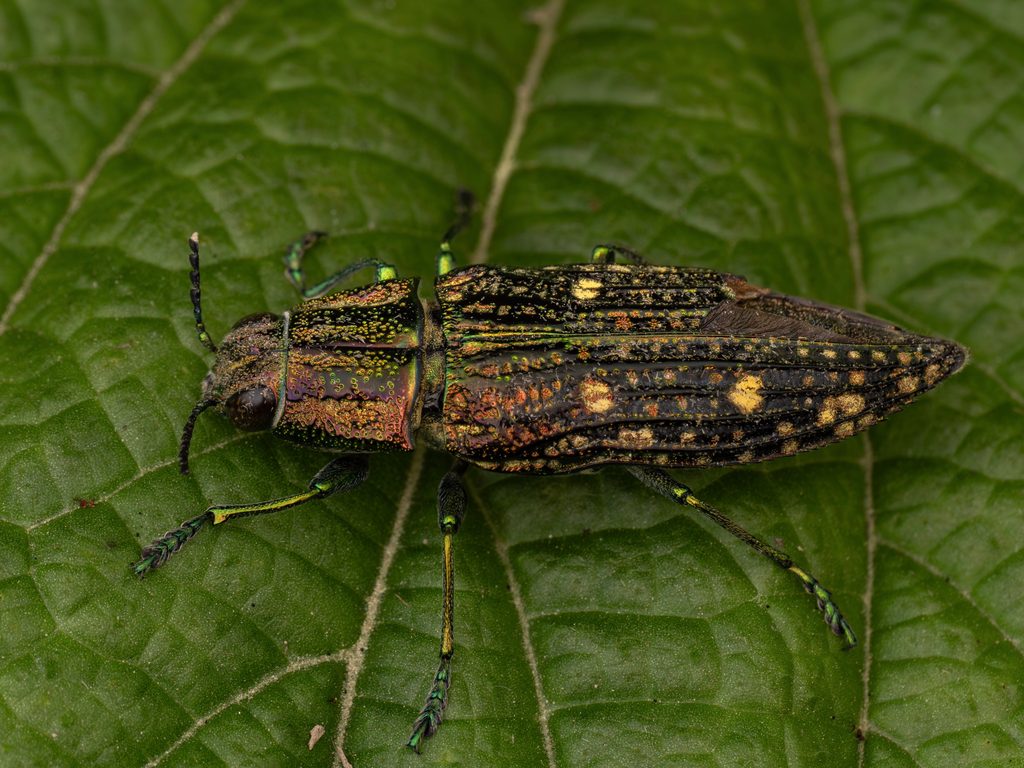 アオマダラタマムシ（Nipponobuprestis (Nipponobuprestis) amabilis (Snellen van Vollenhoven, 1864)）の写真