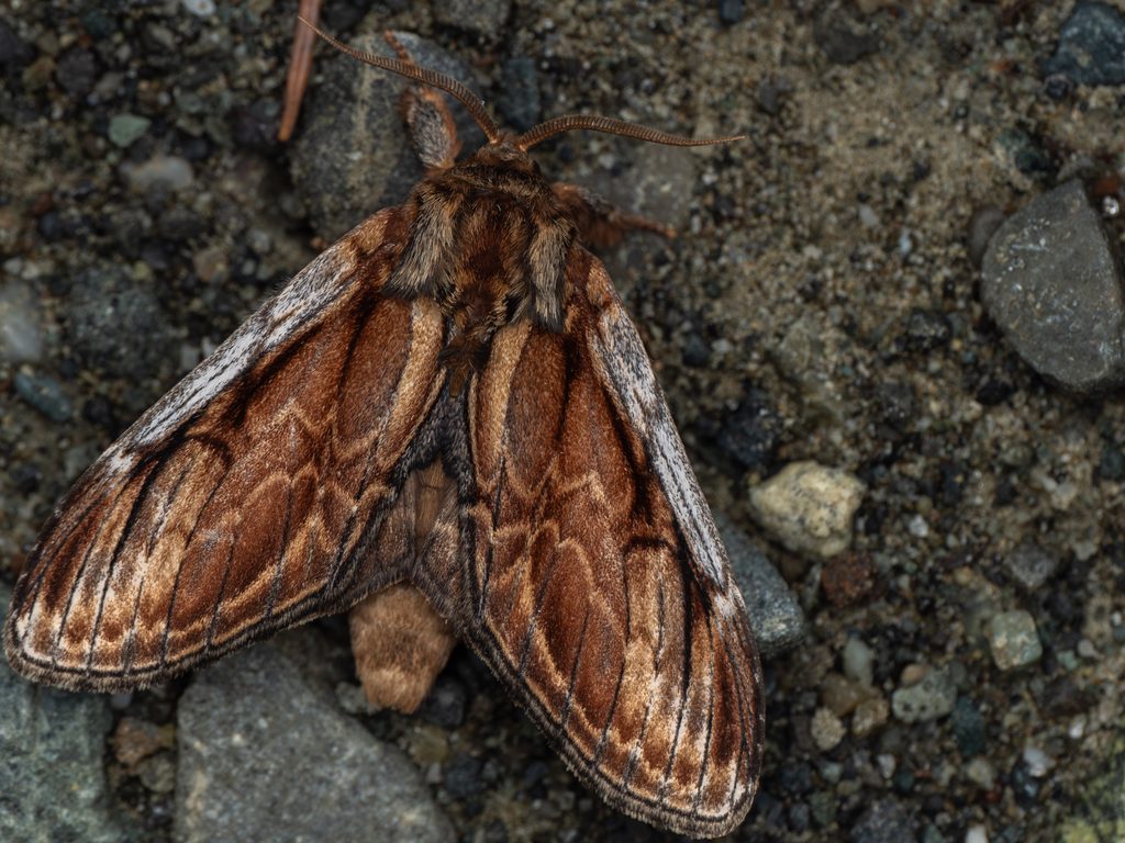 マエジロシャチホコ（Notodonta albicosta (Matsumura, 1920)）の写真