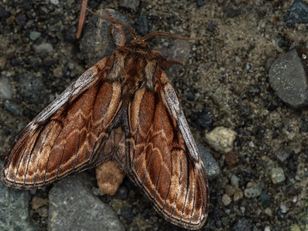 Notodonta albicosta (Matsumura, 1920) photograph