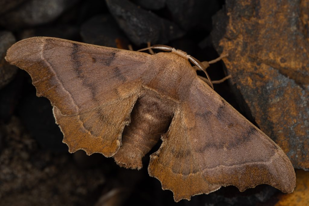 オオクワゴモドキ（Oberthueria falcigera (Butler, 1878)）の写真
