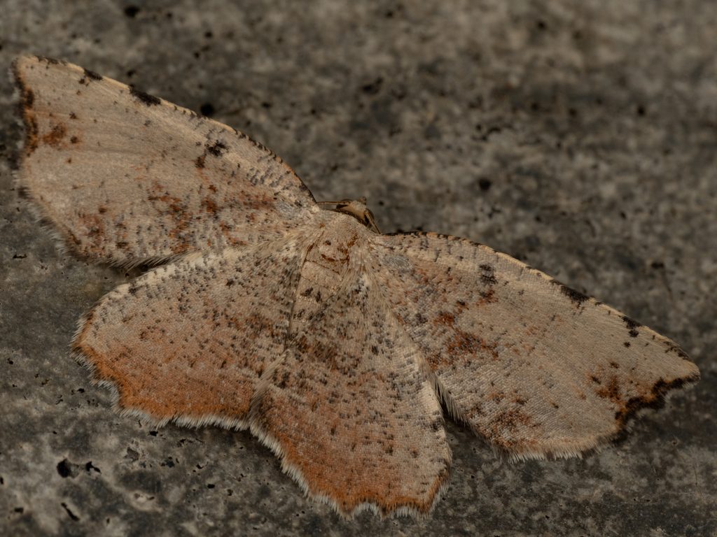 テンモンチビエダシャク（Ocoelophora lentiginosaria (Leech, 1891)）の写真