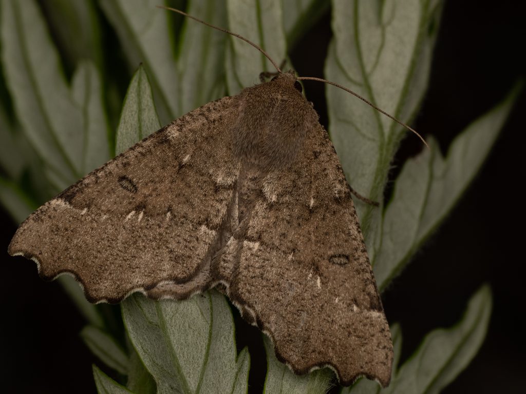 ウスグロノコバエダシャク（Odontopera bidentata (Clerck, 1759)）の写真