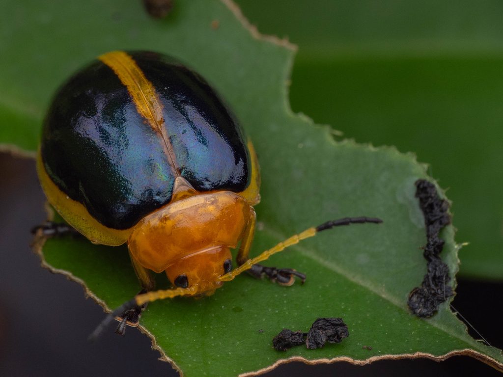 Oides bowringii (Baly, 1863) photograph