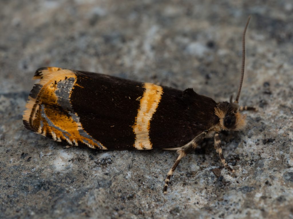 Olethreutes electana (Kennel, 1901) photograph