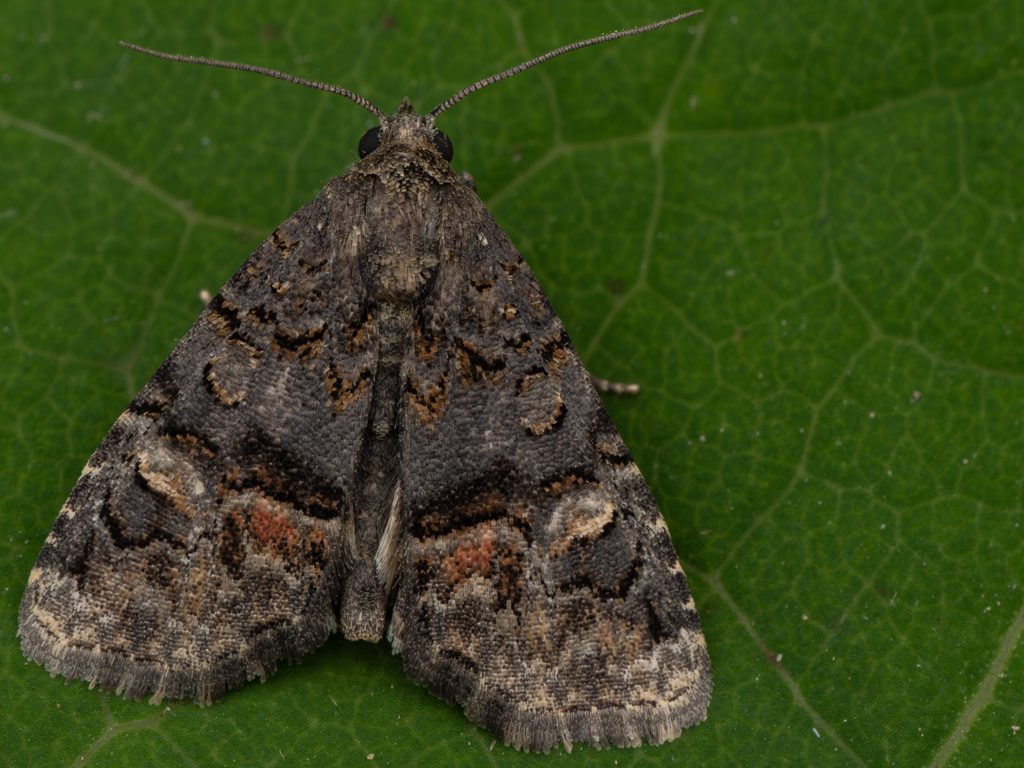 Oligonyx vulnerata (Butler, 1878) photograph