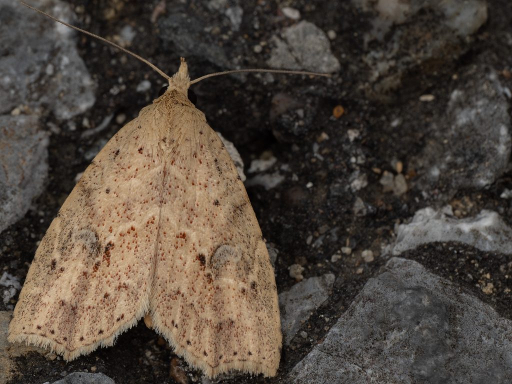 ソトハガタアツバ（Olulis puncticinctalis Walker, 1863）の写真