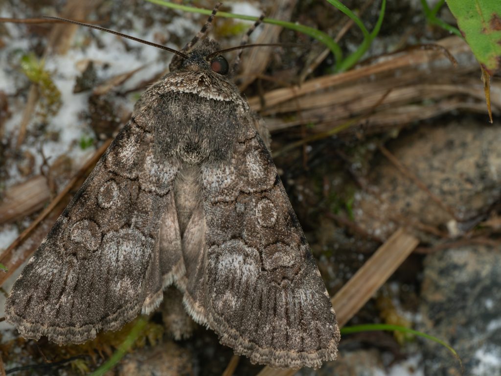 クビジロツメヨトウ（Oncocnemis campicola Lederer, 1853）の写真