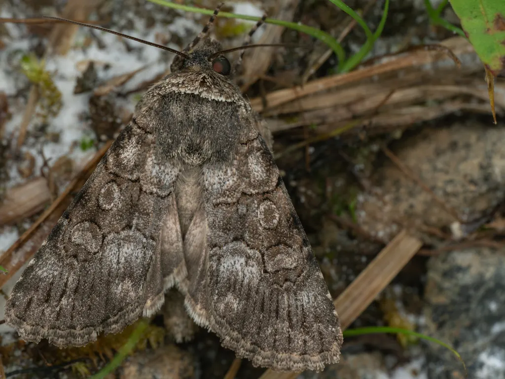 Oncocnemis campicola Lederer, 1853 photograph