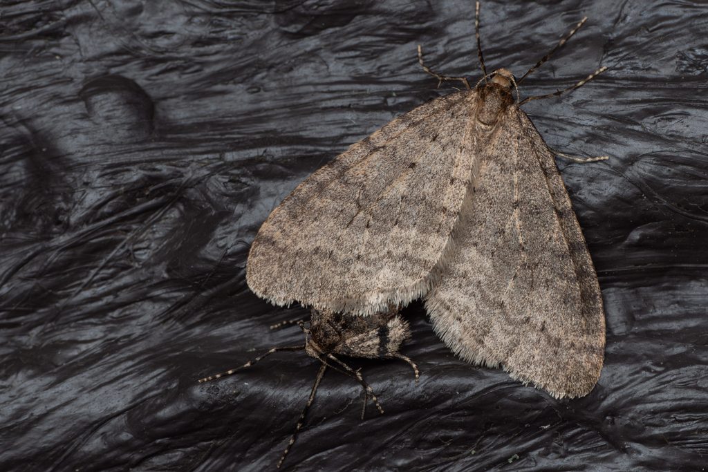 ナミスジフユナミシャク（Operophtera brunnea Nakajima, 1991）の写真