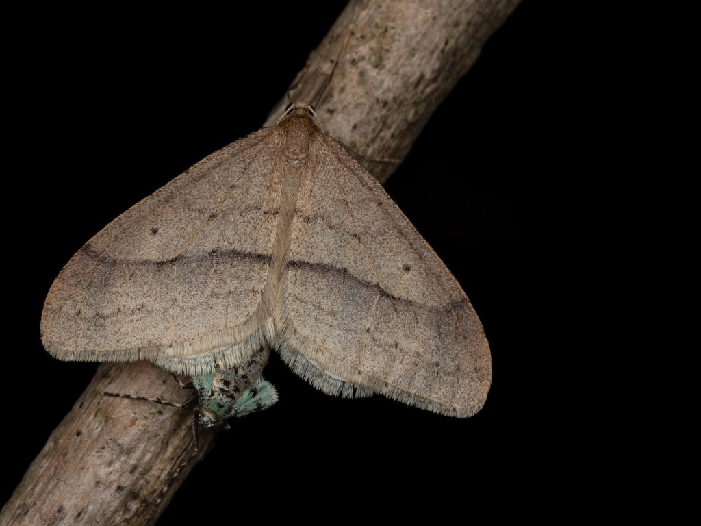 イチモジフユナミシャク（Operophtera rectipostmediana Inoue, 1942）の写真