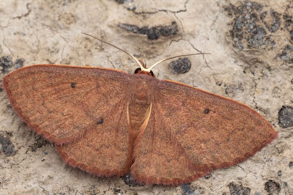 シロモンウスチャヒメシャク（Organopoda carnearia (Walker, 1861)）の写真