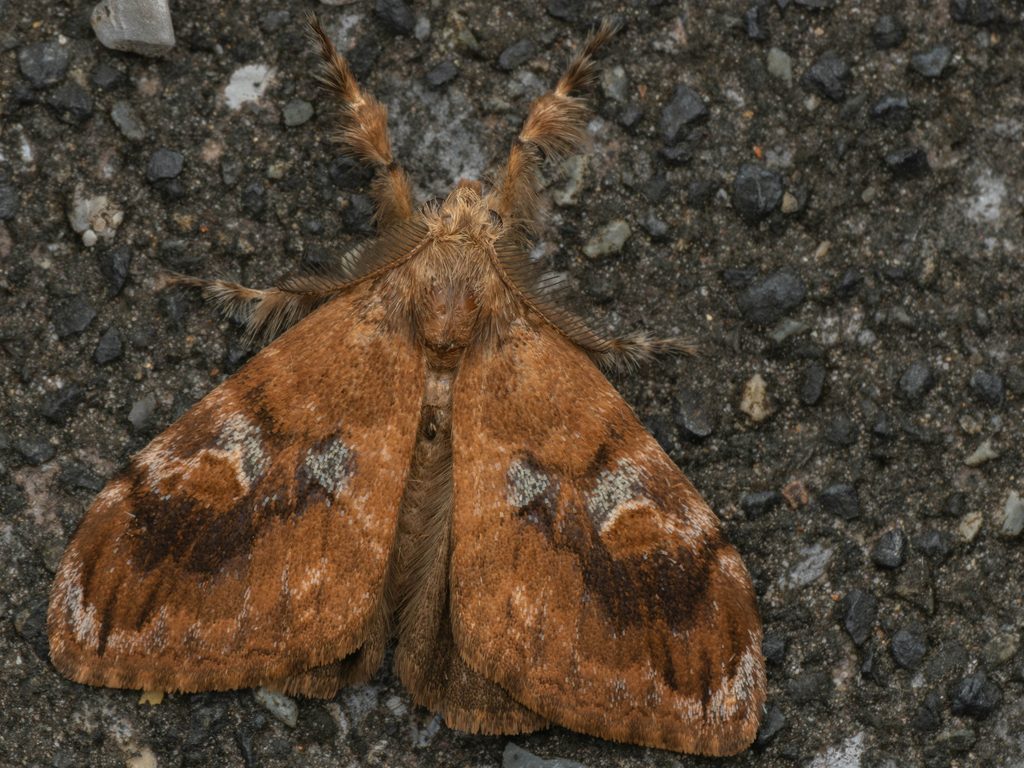 コシロモンドクガ（Orgyia postica (Walker, 1855)）の写真