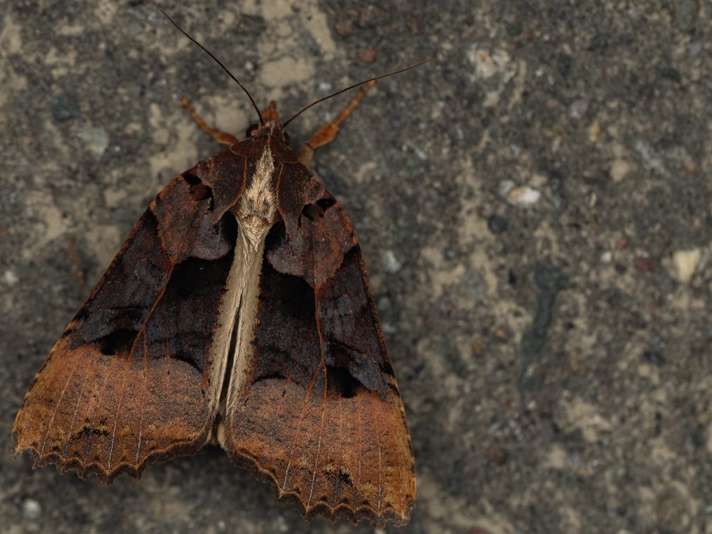 ノコメセダカヨトウ（Orthogonia sera Felder & Felder, 1862）の写真