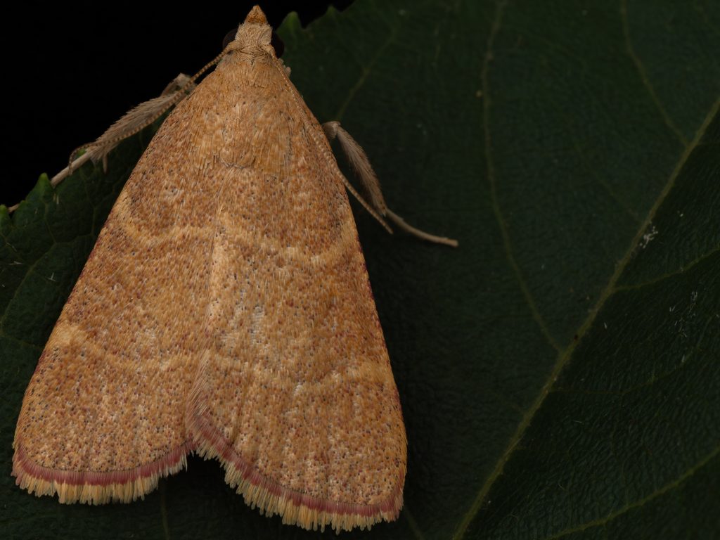 ツマキシマメイガ（Orthopygia placens (Butler, 1879)）の写真