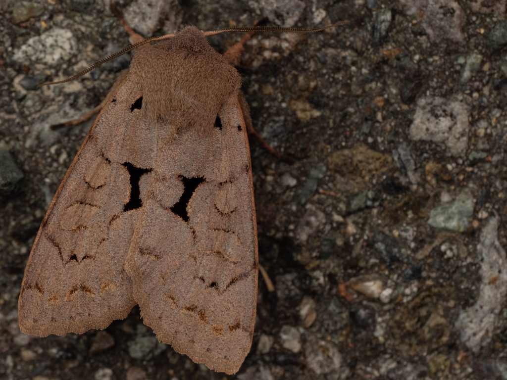 Orthosia carnipennis (Butler, 1878) photograph