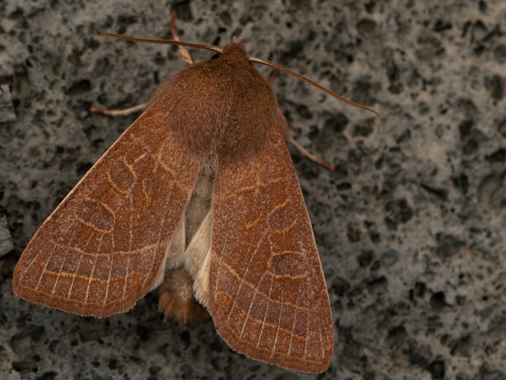 Orthosia cedermarki (Bryk, 1948) photograph