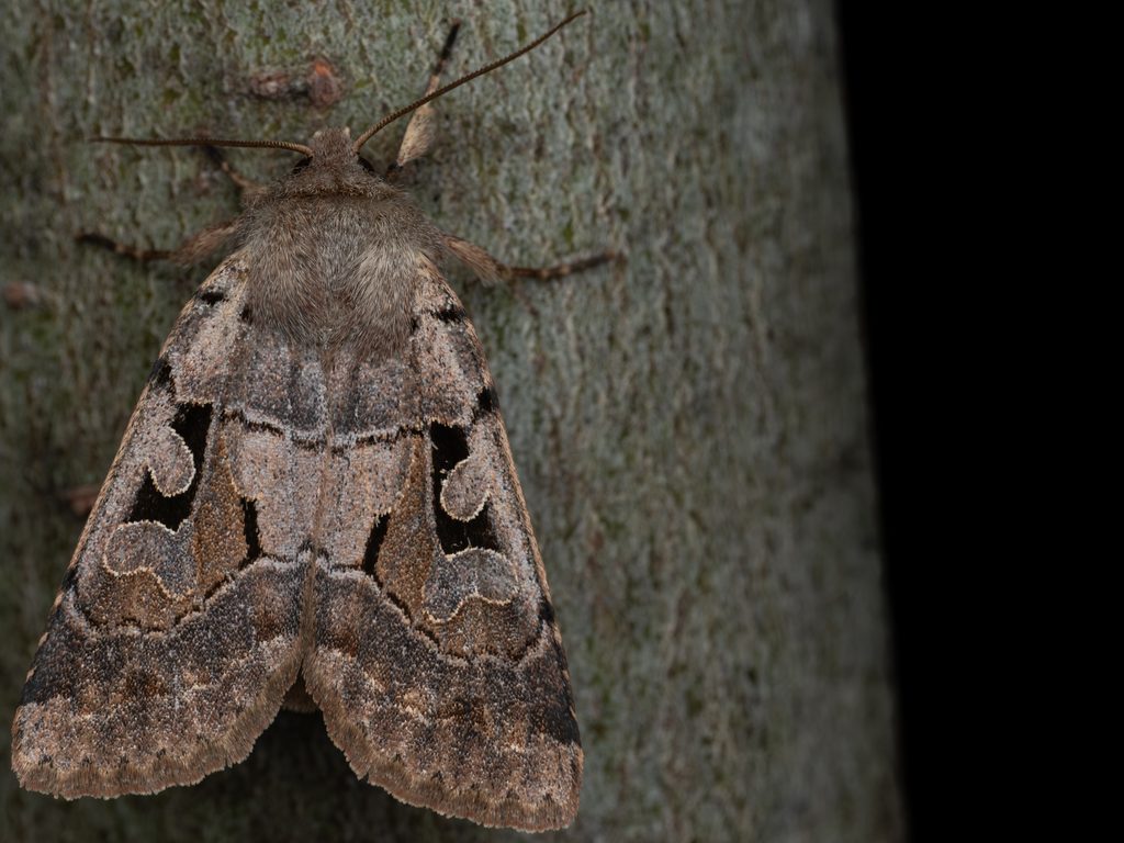 カシワキリガ（Orthosia gothica (Linnaeus, 1758)）の写真