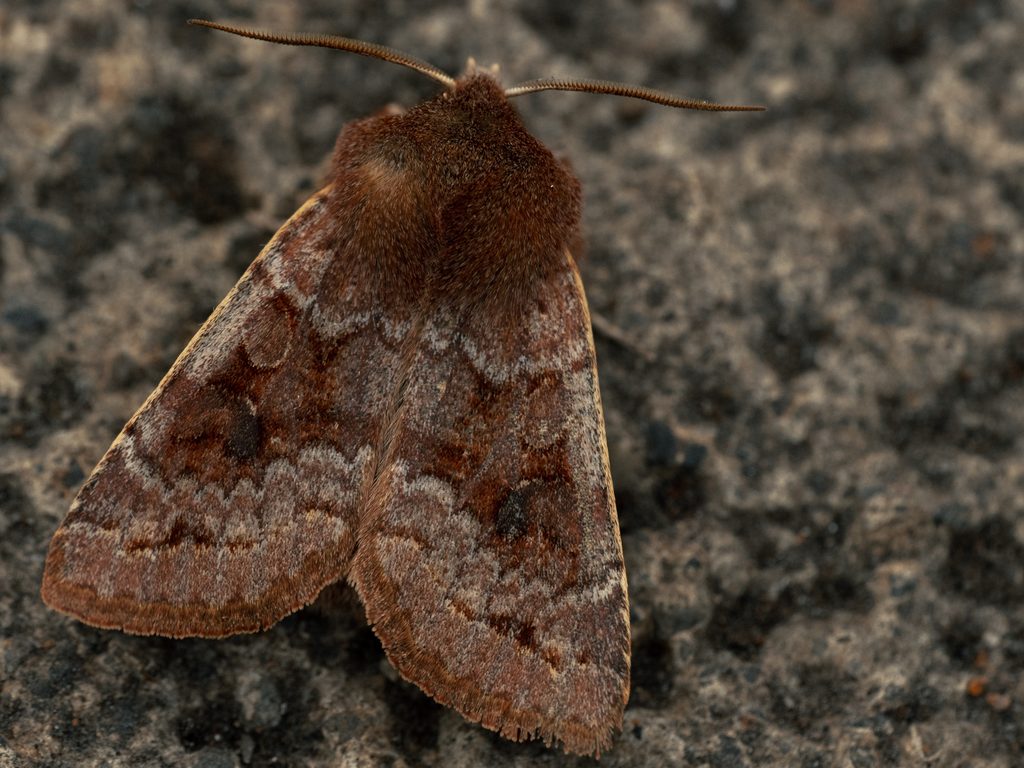 イイジマキリガ（Orthosia ijimai Sugi, 1955）の写真