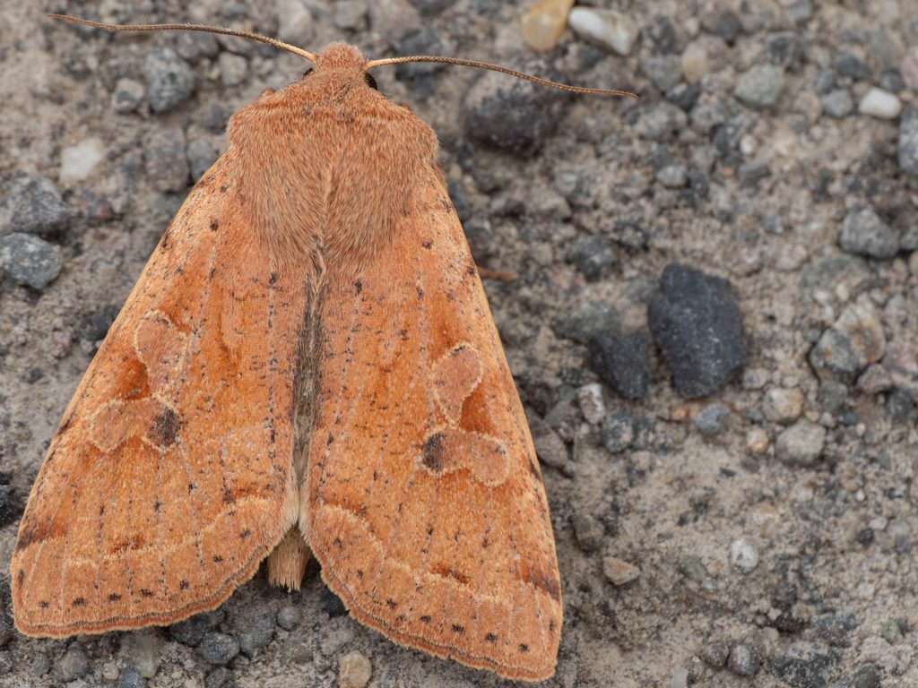 Orthosia incerta (Hufnagel, 1766) photograph