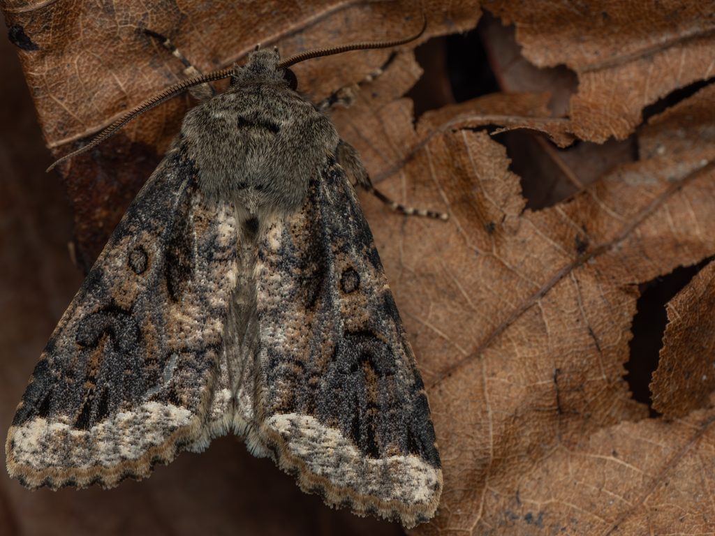 Orthosia limbata (Butler, 1879) photograph