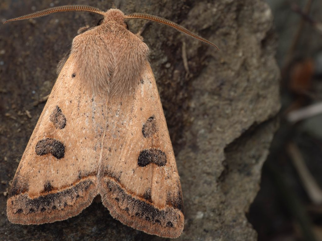 クロミミキリガ（Orthosia lizetta Butler, 1878）の写真