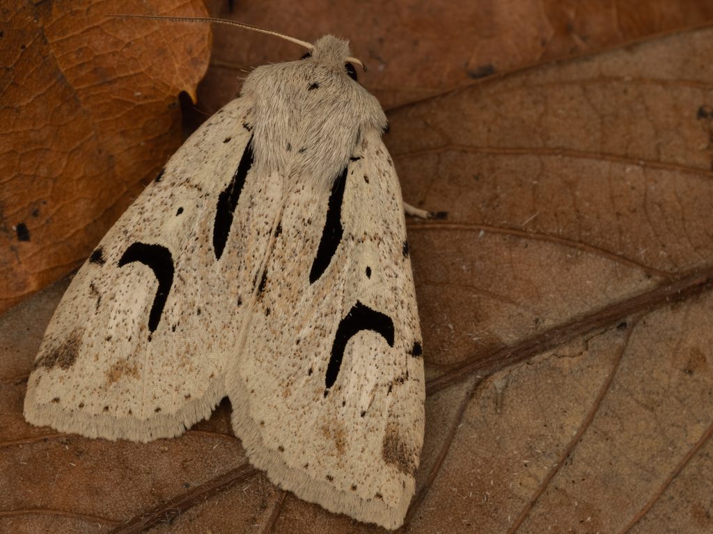 カギモンキリガ（Orthosia nigromaculata (Höne, 1917)）の写真