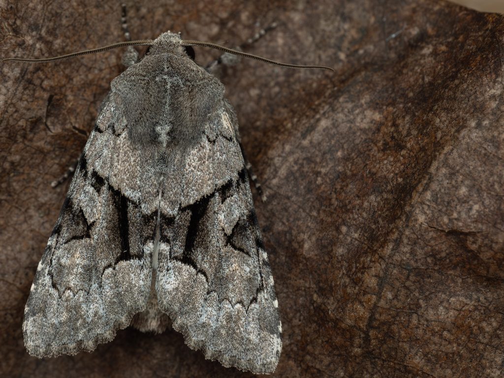 ナマリキリガ（Orthosia satoi Sugi, 1960）の写真
