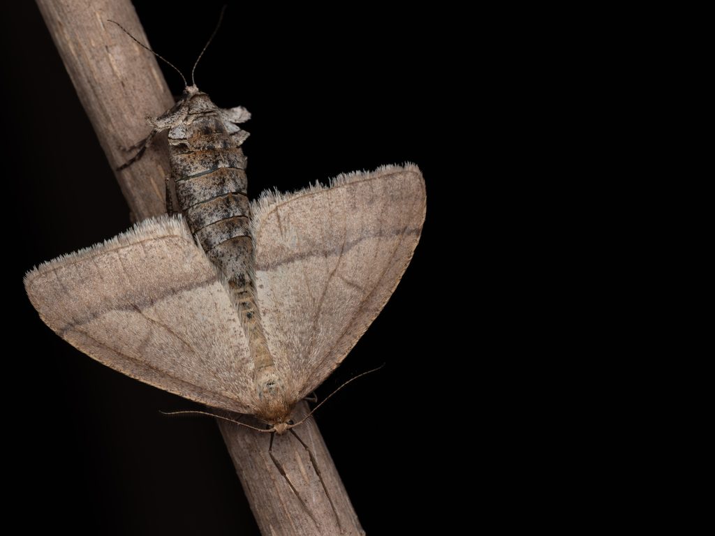 クロスジフユエダシャク（Pachyerannis obliquaria (Motschulsky, 1861)）の写真