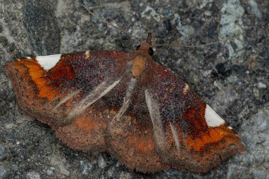 Pangrapta costinotata (Butler, 1881) photograph