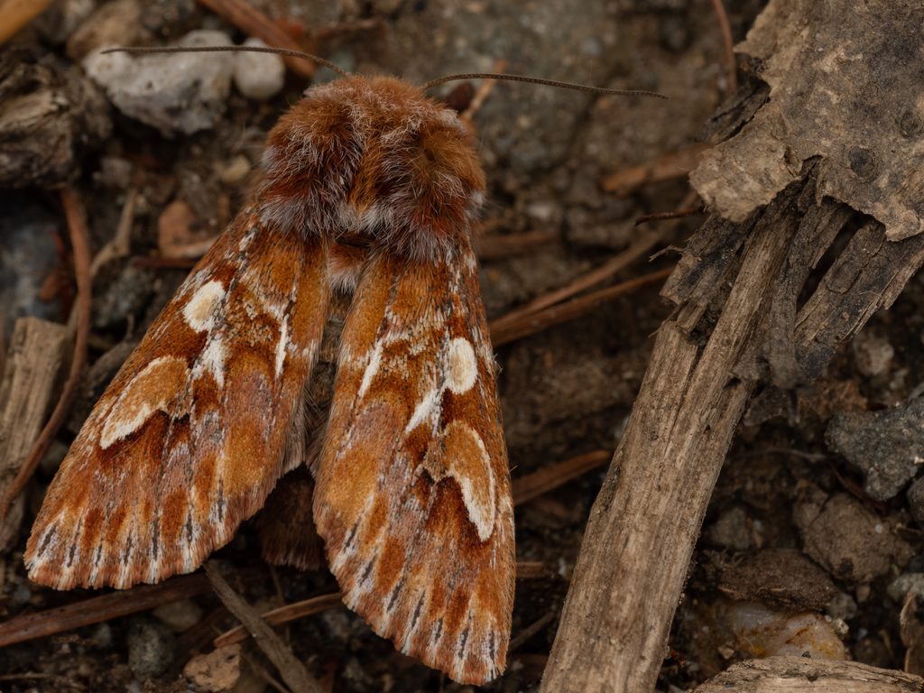 Panolis japonica Draudt, 1935 photograph