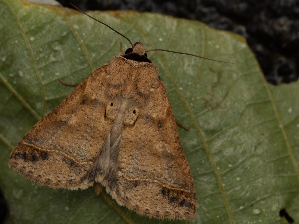 クロエリクチバ（Pantydia metaspila (Walker, 1858)）の写真