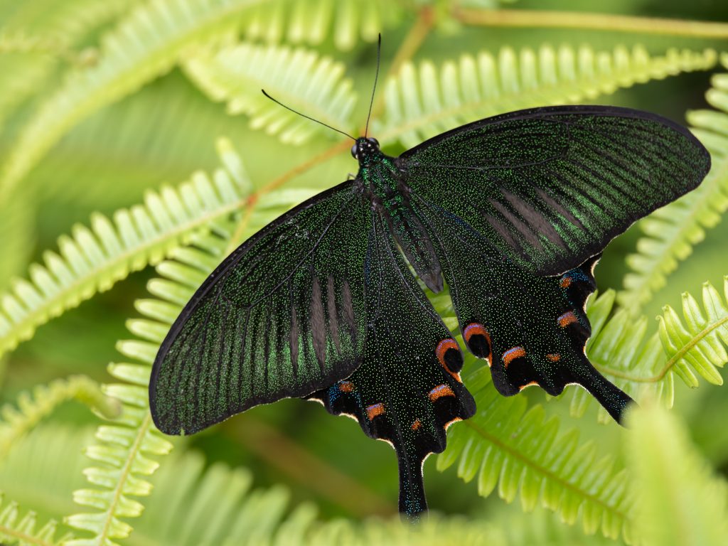 Papilio bianor Cramer, 1777 photograph