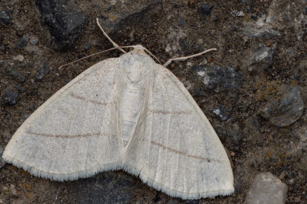 ウスアオエダシャク（Parabapta clarissa (Butler, 1878)）の写真