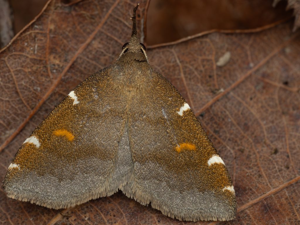 Paracolax albinotata (Butler, 1879) photograph