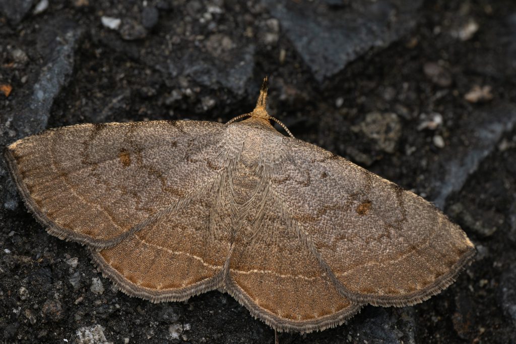 Paracolax fentoni (Butler, 1879) photograph