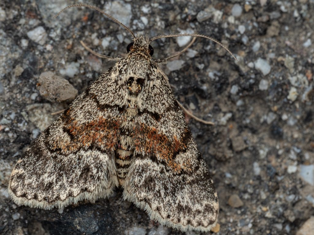 セニジモンアツバ（Paragona cleorides Wileman, 1911）の写真