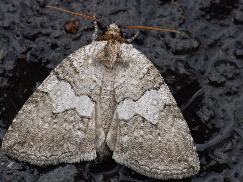 Parapsestis albida Suzuki, 1916 photograph