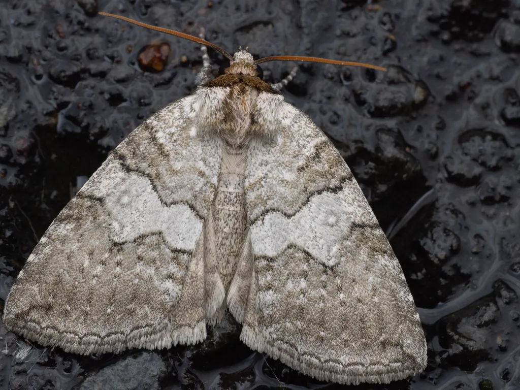 Parapsestis albida Suzuki, 1916 photograph
