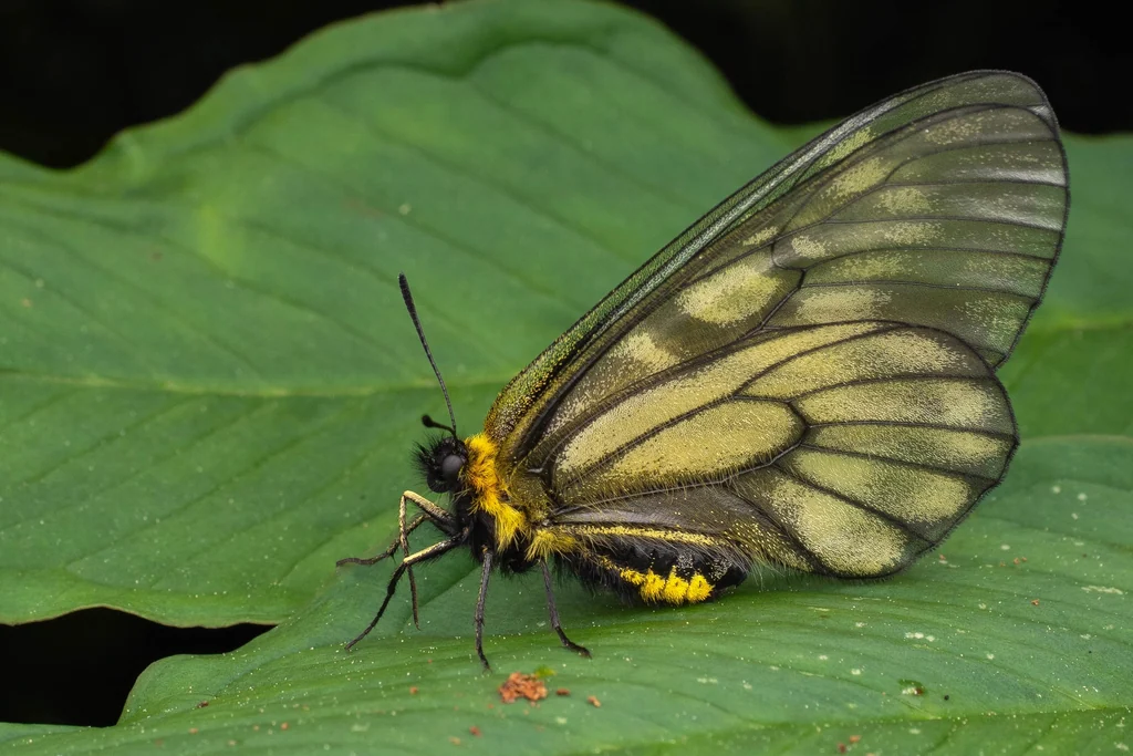 Parnassius citrinarius Motschulsky, 1866 photograph