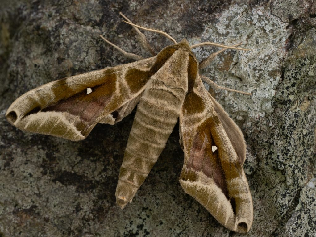 ギンボシスズメ（Parum colligata (Walker, 1856)）の写真