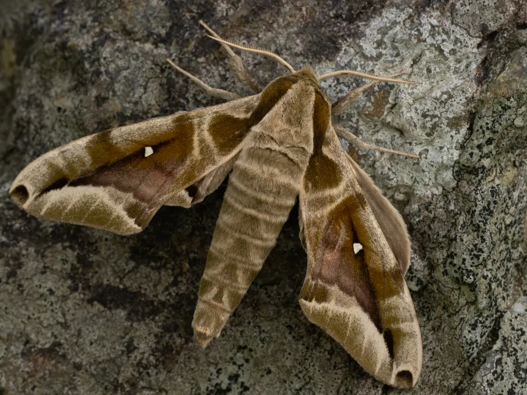 Parum colligata (Walker, 1856) photograph