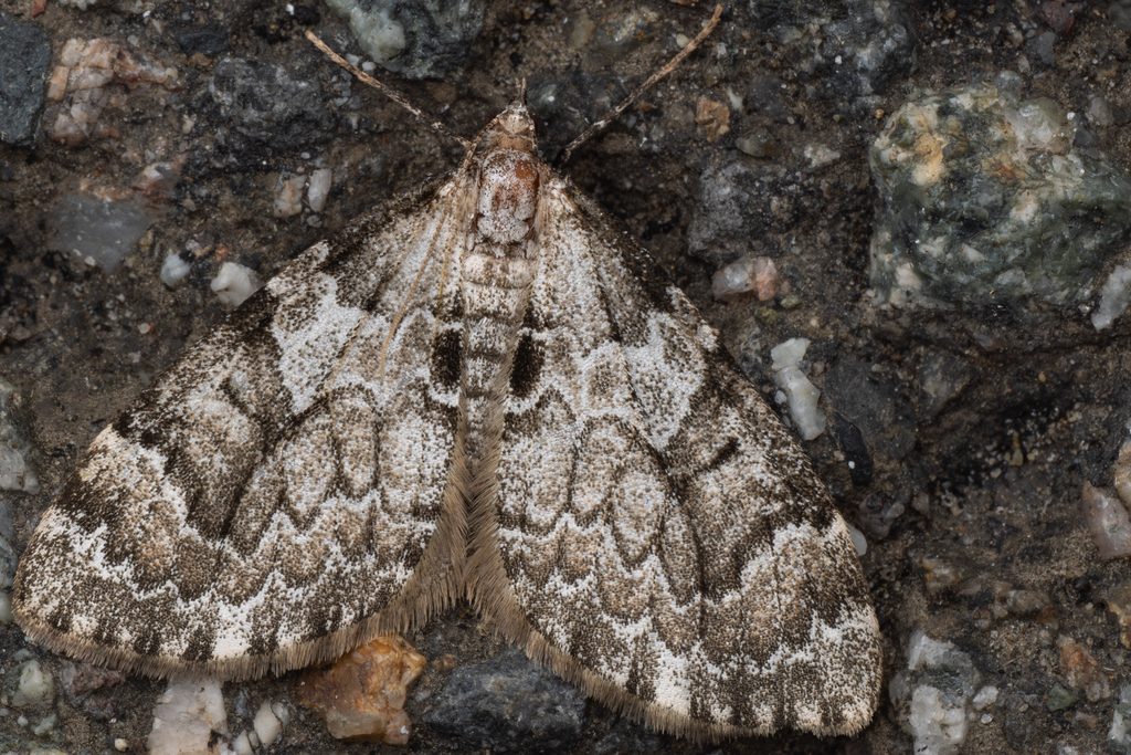 Pennithera comis (Butler, 1879) photograph