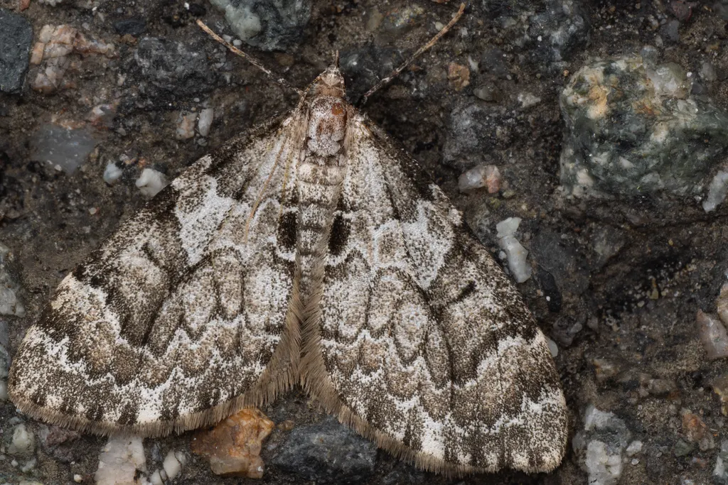 Pennithera comis (Butler, 1879) photograph